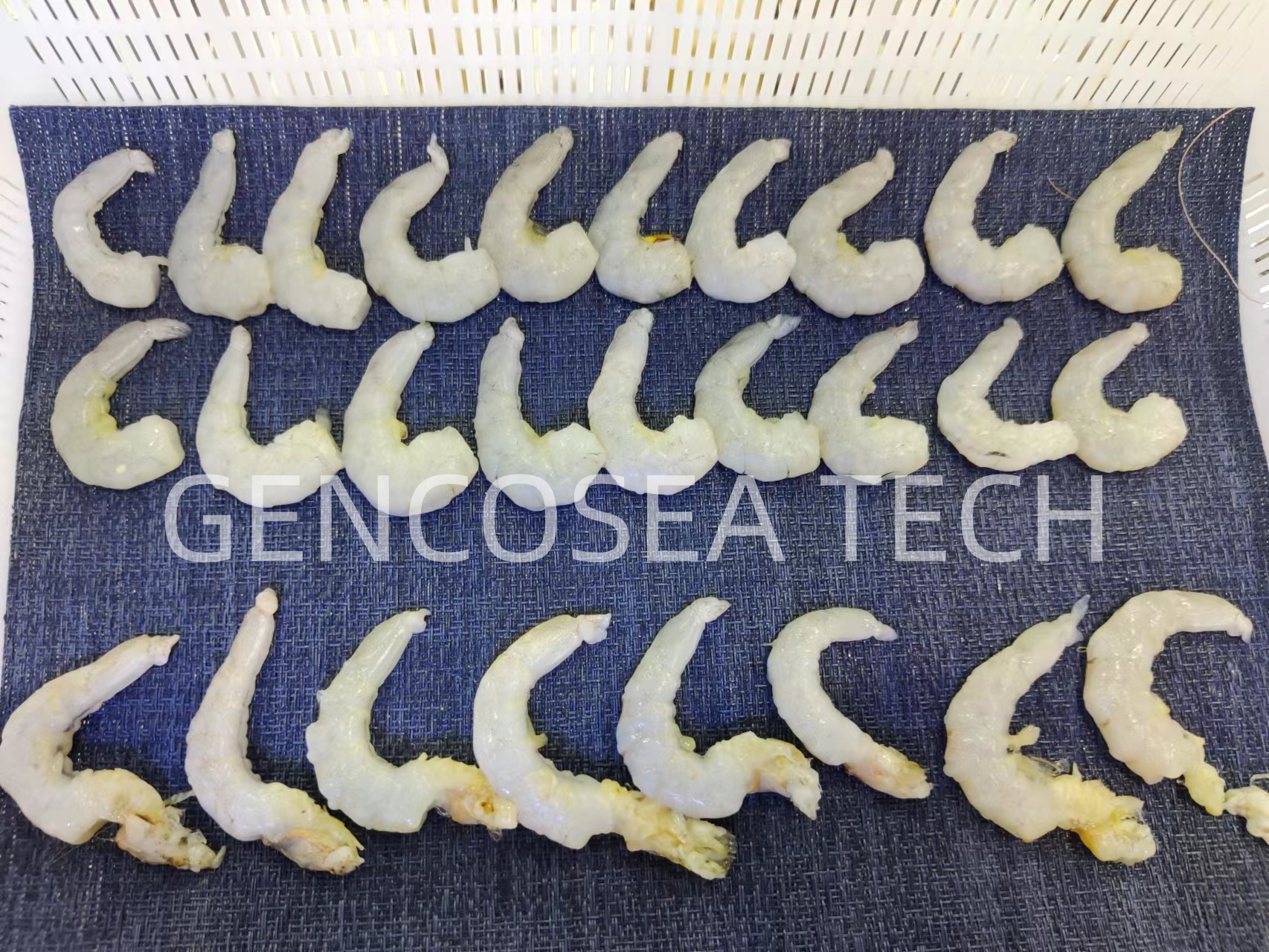 camar&atilde;o descascado 8g Gencosea